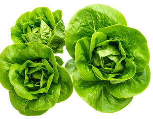 Close-up of three vibrant green butter lettuce heads