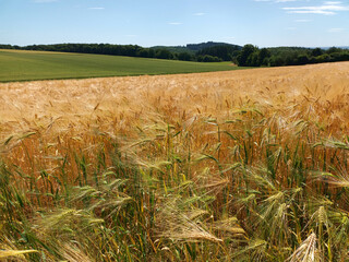 Sommerlandschaft zwischen Mosel und Hunsrück bei Oberfell auf dem Premium-Wanderweg Moselsteig...
