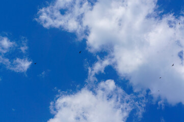 Swallows Flying Across a Bright Blue Summer Sky with White Clouds