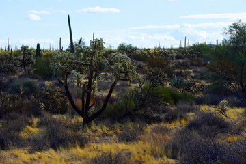 Landscape Sonoran Desert Arizona