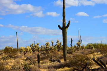 Landscape Sonoran Desert Arizona