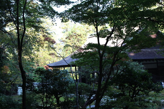 sunset in the park