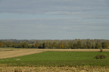 Fototapeta premium Vastes prairies et bois en automne sous le soleil du matin à Ghislenghien (Ath)