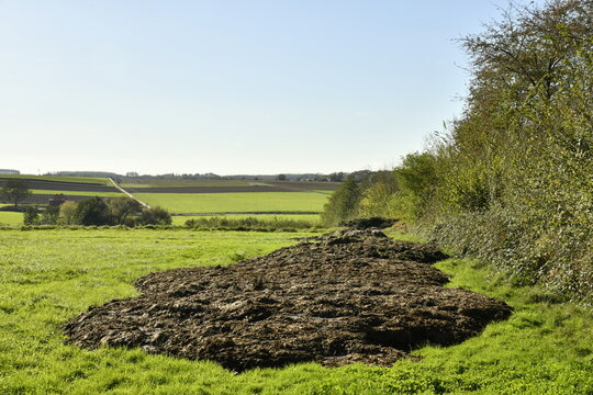 D&eacute;p&ocirc;t de fumier pour fertiliser le sol &agrave; Ghislenghien (Ath)