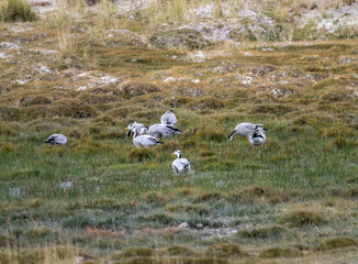 Common cranes on a yellow field during transit in early autumn in Altai