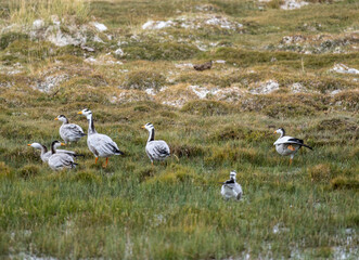 Common cranes on a yellow field during transit in early autumn in Altai