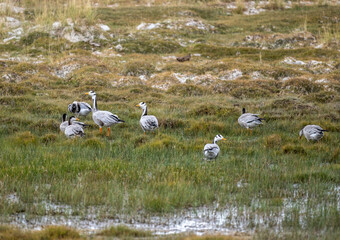 Common cranes on a yellow field during transit in early autumn in Altai