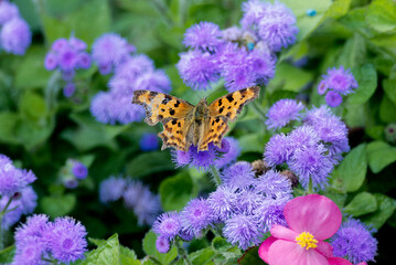 Comma butterfly (Polygonia c-album) perched on violet flower in Zurich, Switzerland © Janine