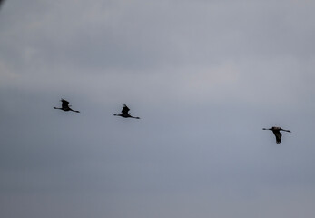 Common cranes on a yellow field during transit in early autumn in Altai