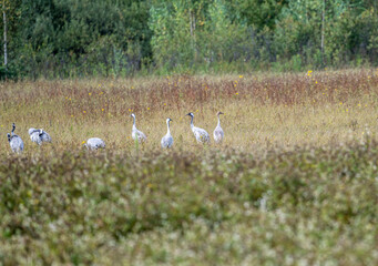 Common cranes on a yellow field during transit in early autumn in Altai