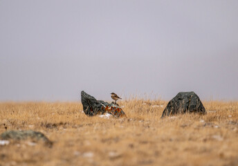 Island wheatear hunting in early autumn in Altai