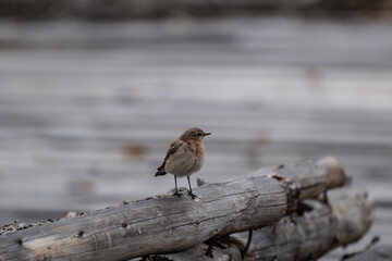 Island wheatear hunting in early autumn in Altai