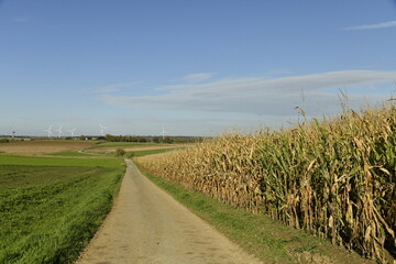 Route secondaire de campagne longeant un champ de maïs en automne à Ghislenghien (Ath) 