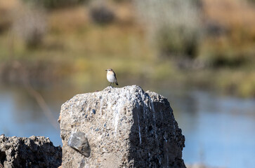 Island wheatear hunting in early autumn in Altai