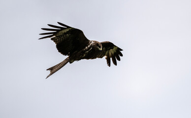 A beautiful black kite hunting in early autumn in Altai.