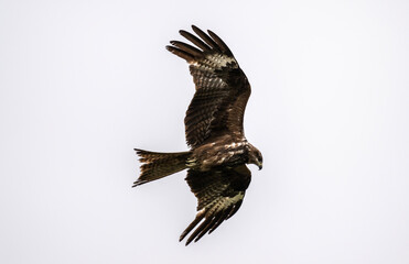 A beautiful black kite hunting in early autumn in Altai.