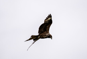 A beautiful black kite hunting in early autumn in Altai.