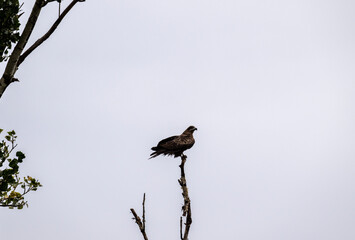 A beautiful black kite hunting in early autumn in Altai.