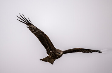 A beautiful black kite hunting in early autumn in Altai.