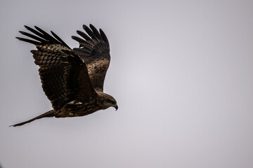 A beautiful black kite hunting in early autumn in Altai.