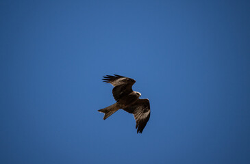 A beautiful black kite hunting in early autumn in Altai.