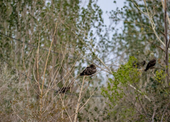A beautiful black kite hunting in early autumn in Altai.