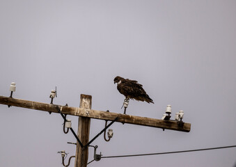A beautiful black kite hunting in early autumn in Altai.