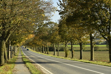 Couleurs de l'automne des arbres le long d'une route en pleine campagne à Ghislenghien (Ath) 