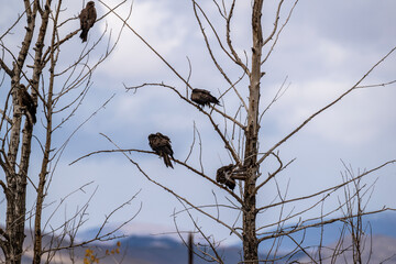 A beautiful black kite hunting in early autumn in Altai.