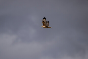 A red-tailed hawk hunting in early autumn in Altai.