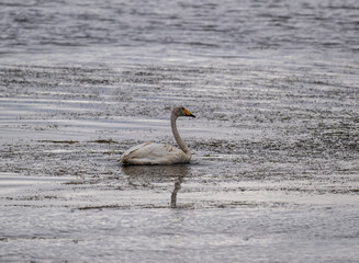 White mute swans near a lake in early autumn in Altai