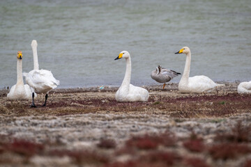 White mute swans near a lake in early autumn in Altai