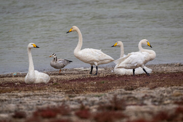 Fototapeta premium White mute swans near a lake in early autumn in Altai