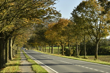 Obraz premium Couleurs de l'automne des arbres le long d'une route en pleine campagne à Ghislenghien (Ath) 