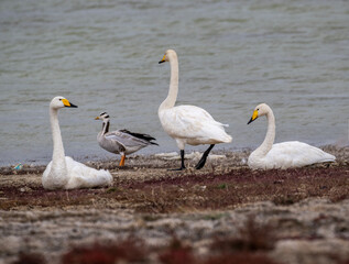 White mute swans near a lake in early autumn in Altai