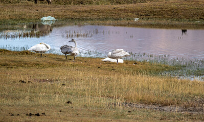 White mute swans near a lake in early autumn in Altai