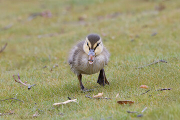 Front view of adventuresome precocial mallard duckling Anas platyrhynchos walking through some short grass with beak open sampling some of the surrounding vegetation