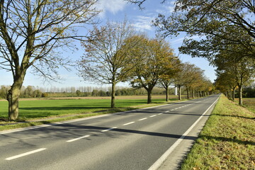 Fototapeta premium Couleurs de l'automne des arbres le long d'une route en pleine campagne à Ghislenghien (Ath) 