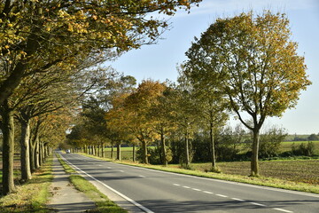 Couleurs de l'automne des arbres le long d'une route en pleine campagne &agrave; Ghislenghien (Ath) 