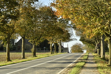 Couleurs de l'automne des arbres le long d'une route en pleine campagne à Ghislenghien (Ath) 