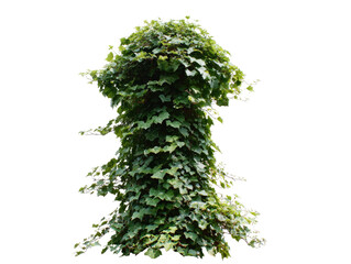 Obraz premium Dense green foliage clump, shaped like a stylized tree or column