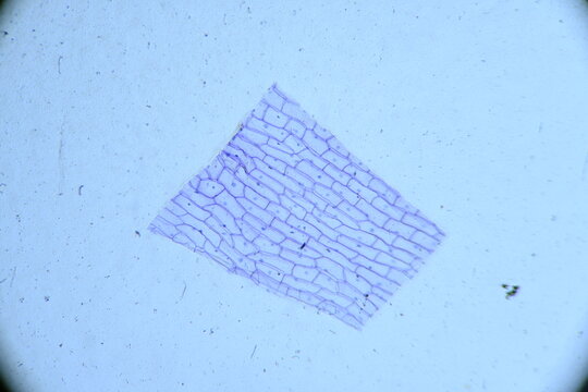 Zdjęcie mikroskopowe. Kom&oacute;rki roślinne. Kom&oacute;rki epidermalne cebuli. Powiększenie 40x.