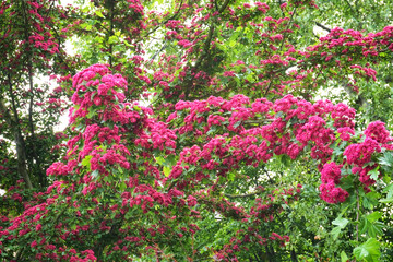 Hawthorn branches covered with red flowers in spring. Background.