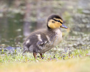Side view of small charming mallard duckling Anas platyrhynchos standing in the grass with a small pond visible behind it