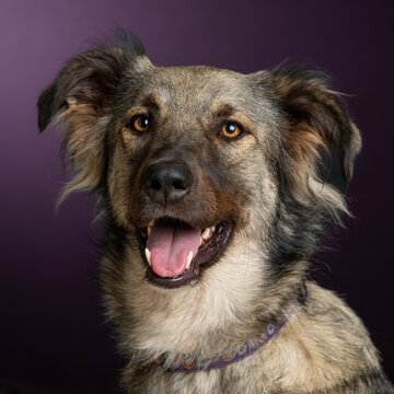 a dog in the studio purple background
