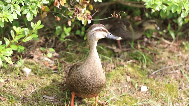 오리 duck in the grass