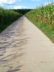 Landwirschaftliche Straße zwischen den Maisfeldern