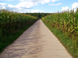 Landwirschaftliche Straße zwischen den Maisfeldern