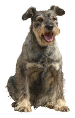 Schnauzer dog seated on transparent background