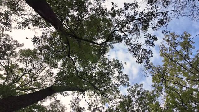 Video of trees behind a light blue sky in park. Sunny day, outdoor concept.